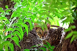 貓,動物,寵物