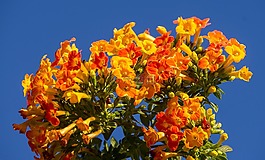 果醬布什,streptosolen 非洲菊,鮮花