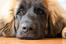 狗,小狗,购买leonberger