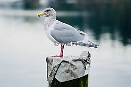 海鷗,鳥,水