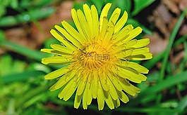 性質(zhì),花,鮮花