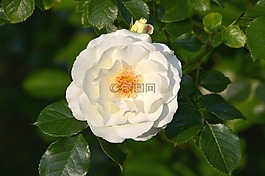 內輪玫瑰,內輪,白玫瑰