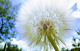 鮮花,性質,草甸
