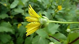 花,黃色,自然