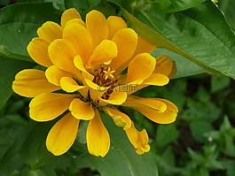 花,黃色,自然