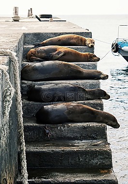 海豚,動物,海