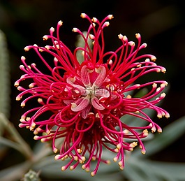 grevillea,花,澳大利亚