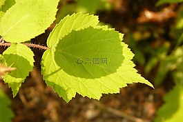 葉子,綠色,皮影戲