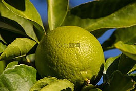 石灰,水果,树