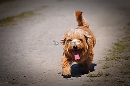 狗,诺福克梗,小猎犬