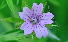 性質(zhì),花,鮮花