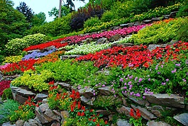 花,花園,自然