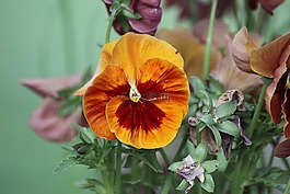 潘茜,性質,花
