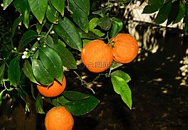 橘子,橙,水果
