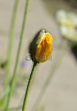 罂粟花园,golostebelny,西伯利亚