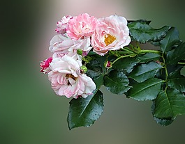 玫瑰,粉紅色的花,玫瑰花園