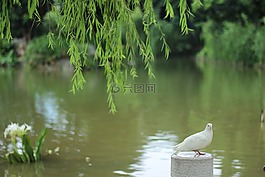 鴿子,湖,柳樹(shù)