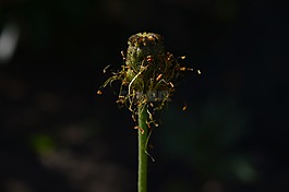罂粟花园,golostebelny,西伯利亚