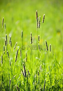 綠色,草,草地