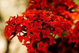 鮮花,紅色,花園