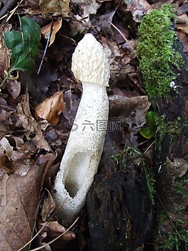 蘑菇,森林,秋
