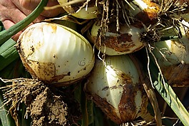 洋蔥,收獲,農(nóng)業(yè)