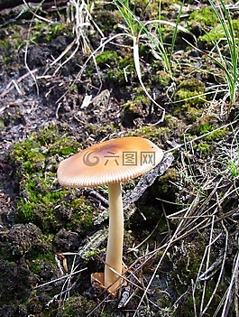 蘑菇,森林,泥