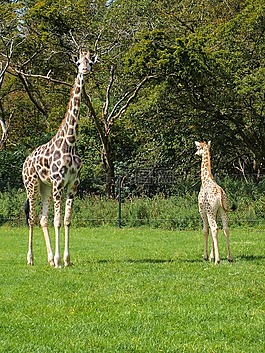 長頸鹿,青年,野生動物公園