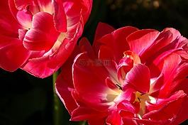 郁金香,紅色,花