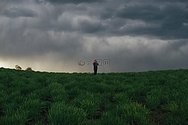 綠色,草,原野