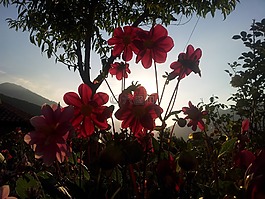 鮮花,背光,日落