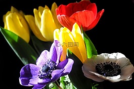 郁金香,銀蓮花,鮮花
