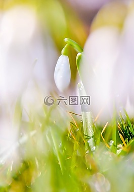 雪花,工厂,春天