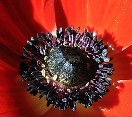 銀蓮花,紅色,雄蕊