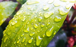 葉,性質(zhì),植物