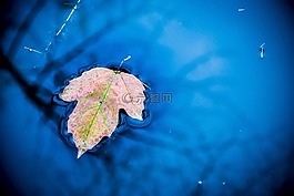 片,水,秋