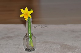 水仙,黃色,開花