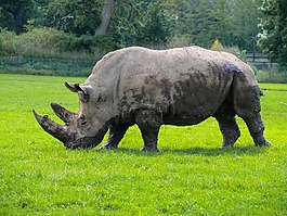 犀牛,動物,野生動物公園