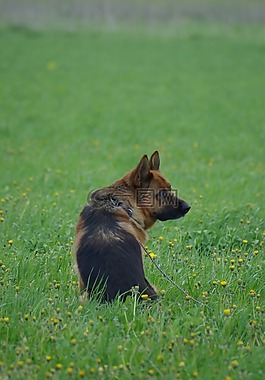 德國(guó)牧羊犬,狗,動(dòng)物