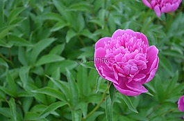 粉紅色,花,開花
