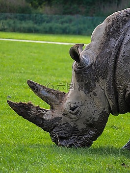 犀牛,動物,野生動物公園