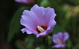 魯茲哈,花,大自然