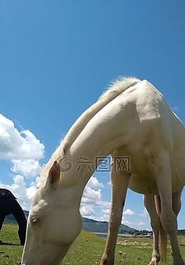 馬,動物,性質
