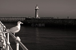 動物,背景,鳥嘴