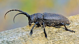 性質(zhì),昆蟲,動物