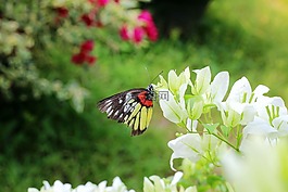 蝴蝶,花,靜態