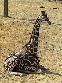 長頸鹿,坐,動物園