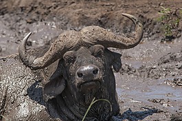 水牛,野生動(dòng)物園,南非