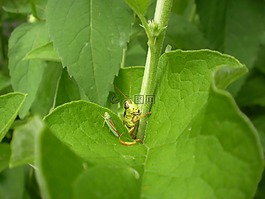 蝗蟲,昆蟲,野生動物