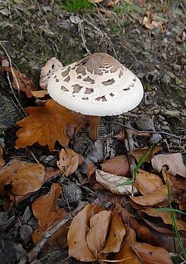 蘑菇,秋,森林